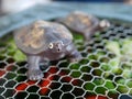 Close-up of cute ceramic garden decor turtles on hexagonal mesh grids.