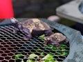 Close-up of cute ceramic garden decor turtles on hexagonal mesh grids.