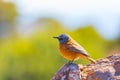 Close-up of a cute colorful Cape Rock Thrush