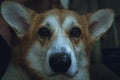 Close up of cute corgi face. Corgi looking at the camera.