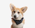 close up of cute corgi wearing a black bandana