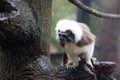 Close up of a cute Cotton-top tamarin on a tree branch Royalty Free Stock Photo