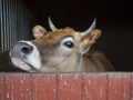 Close up cute courious ginger calf cow head looking out of stall Royalty Free Stock Photo