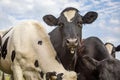 Close up of a cute cow in a group of cows, black and white and a blue sky Royalty Free Stock Photo