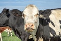 Cute cow with pink nose amidst a group of cows, black and white and a blue sky