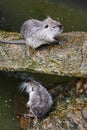 Close up of cute Coypu or Nutria or large rat or rodent in a pond