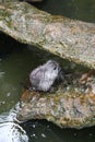 Close up of cute Coypu or Nutria or large rat or rodent in a pond