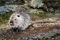 Close up of cute Coypu or Nutria or large rat or rodent sitting in a pond