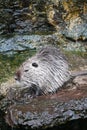 Close up of cute Coypu or Nutria or large rat or rodent sitting in a pond