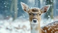 Close up of a cute deer in snowy winter forest generated Royalty Free Stock Photo