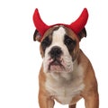 Close up of cute devil egnlish bulldog looking to side