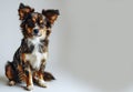 close-up of cute dog on light gray blurred and out-of-focus background Royalty Free Stock Photo