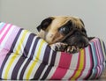 Close-up cute dog Pug puppy resting on her bed and watching wait somethings Royalty Free Stock Photo