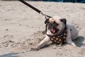 Close-up cute dog pug wink eye fear and afraid water sea beach when people try to pull pug to play swim on sand