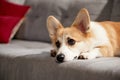 Close-up of cute dog's muzzle. Beautiful purebred corgi dog lying on sofa in living room and attentively looking