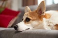 Close-up of cute dog's muzzle. Beautiful, relaxed purebred corgi dog lying on sofa in living room and attentively
