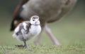 Close up of a cute Egyptian goose gosling Royalty Free Stock Photo