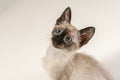 Close up Cute eight weeks young Siamese kitten. Portrait of purebred thai cat with blue eyes sitting on white background.Concepts Royalty Free Stock Photo