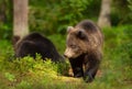 Close up of a cute Eurasian Brown bear cub in a forest