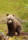 Close up of a cute Eurasian Brown bear cub in a forest