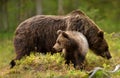 Close up of a cute Eurasian Brown bear cub with a bear mama