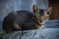 Close Up Cute Face Black Grey Young Kitten Relax On The Wall Head Looking At Camera