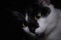 Close-up cute face black and white cat looking up to her toys Royalty Free Stock Photo