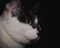 Close-up cute face black and white cat looking up to her toys Royalty Free Stock Photo