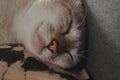 Close up of a cute sleeping cat Royalty Free Stock Photo