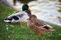 Close-up of a cute family pair of wild ducks on the shore of the lake