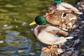 Close-up of a cute family pair of wild ducks on the shore of the lake Royalty Free Stock Photo