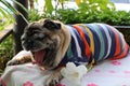 Close-up, cute fat pug dog, yawning, sleepy Royalty Free Stock Photo