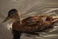 Close-up of a cute female mallard duck swimming in the river. Young duck in the water. A lonely duck floating on the Royalty Free Stock Photo