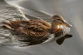 Close-up of a cute female mallard duck swimming in the river. Young duck in the water. A lonely duck floating on the Royalty Free Stock Photo