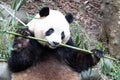 Close up a cute female panda, Mei Lan, aka Rou Rou Royalty Free Stock Photo