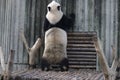 Giant Panda in Chengdu, China