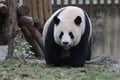 Giant Panda in Chengdu, China Royalty Free Stock Photo