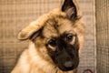 Close-up of a cute fluffy Norwegian Lundehund puppy looking into the camera