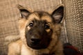 Close-up of a cute fluffy Norwegian Lundehund puppy looking into the camera