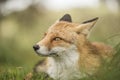 Close-up of a cute fox lying in soft green grass. Wldlife, wilderness, AWD. Amsterdamse waterleidingduinen.