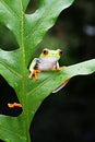 Close up, cute frog is perching on green leaf in garden Royalty Free Stock Photo
