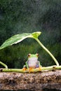 Close up, cute frog is taking shelter under a green leaf Royalty Free Stock Photo