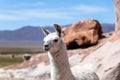 Close up of cute and funny Alpacas, Andes of Bolivia, South America