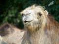 Close-up of cute and funny camel face. Royalty Free Stock Photo