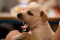 close-up of cute and funny little yawning fawn puppy