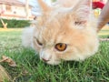 Cute funny orange Persian cat on green lawn at backyard