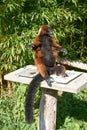 Close up of a cute furry lesser panda or red panda on a small white table on a sunny day