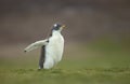 Close up of a cute Gentoo penguin chick Royalty Free Stock Photo