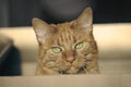 Cute ginger cat sitting in a cardboard box and looking to the camera. Royalty Free Stock Photo
