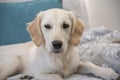 Close up of cute golden retriever puppy sitting on couch cushions Royalty Free Stock Photo